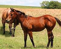make-one-filly
