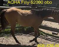 dunskin-white-flashy-horse