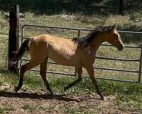 dunskin-white-project-horse