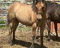 dunskin-white-school-horse
