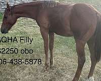 school-filly-foal