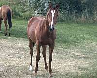 chestnut-aqha-filly-foal