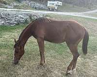 quarter-horse-filly