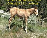 buckskin-apha-aqha-colt-mare