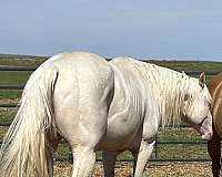 cremello-apha-aqha-colt-mare