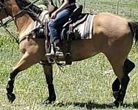 overo-apha-aqha-horse