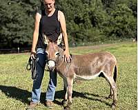 breeding-donkey