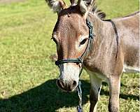 companion-donkey