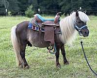 beginner-miniature-pony