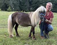 companion-miniature-pony