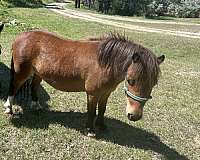 miniature-gelding