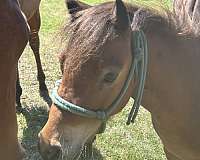 miniature-horse-for-sale