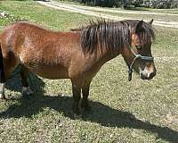 miniature-horse