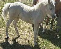 miniature-filly
