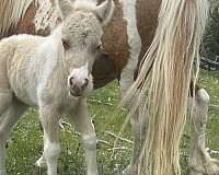 miniature-horse-for-sale