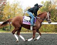 available-thoroughbred-horse