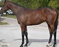 top-class-thoroughbred-horse