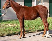 sapphire-thoroughbred-horse