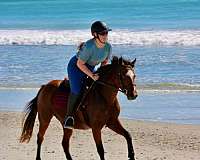double-registered-welsh-pony