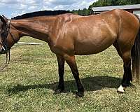 bay-blaze-horse