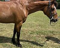 blaze-horse