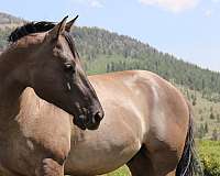black-grulla-pack-horse