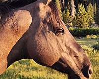 quarter-horse-gelding