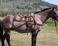 quarter-horse-for-sale