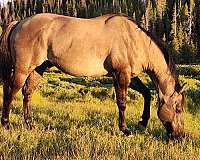 quarter-horse