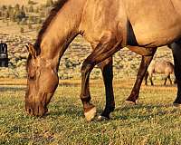 gelding