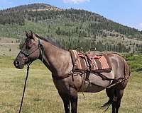 pack-horse