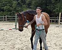 thoroughbred-gelding