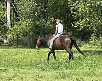 thoroughbred-horse