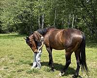 thoroughbred-horse-for-sale