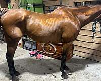 quarter-horse-gelding