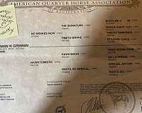 quarter-horse-for-sale
