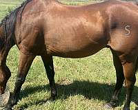 quarter-horse