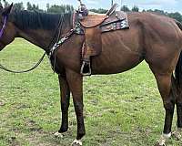 hunter-working-warmblood-horse