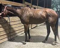 bay-hunter-working-horse