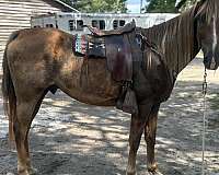 tennessee-walking-gelding