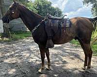 tennessee-walking-horse-for-sale