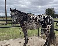 appaloosa-horse-for-sale