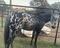 appaloosa-horse
