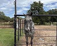 appaloosa-gelding