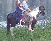 bay-paint-missouri-fox-trotter-horse