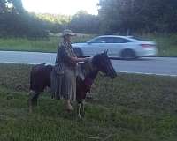 four-missouri-fox-trotter-horse