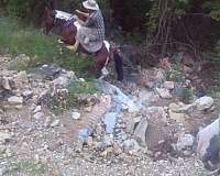 has-shoes-on-missouri-fox-trotter-horse