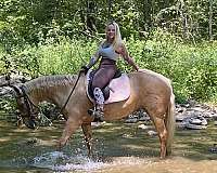 tennessee-walking-horse