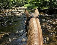 tennessee-walking-horse-for-sale