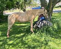 tennessee-walking-mare